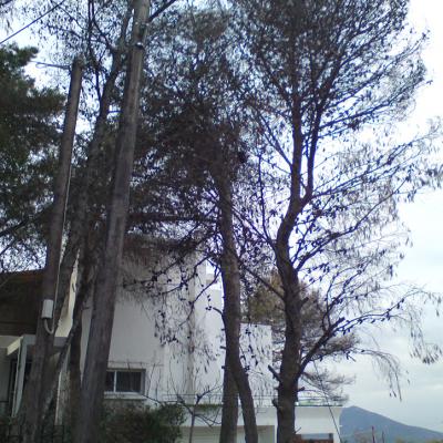 ΚΑΘΑΡΙΣΜΟΙ ΠΕΥΚΩΝ