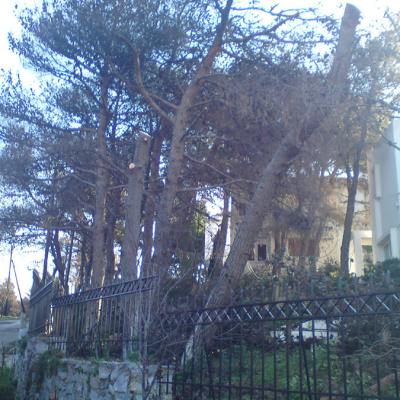 ΚΟΠΗ-ΚΛΑΔΕΜΑ-ΔΕΝΤΡΩΝ